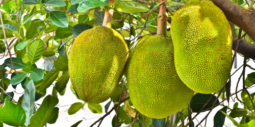 nangka